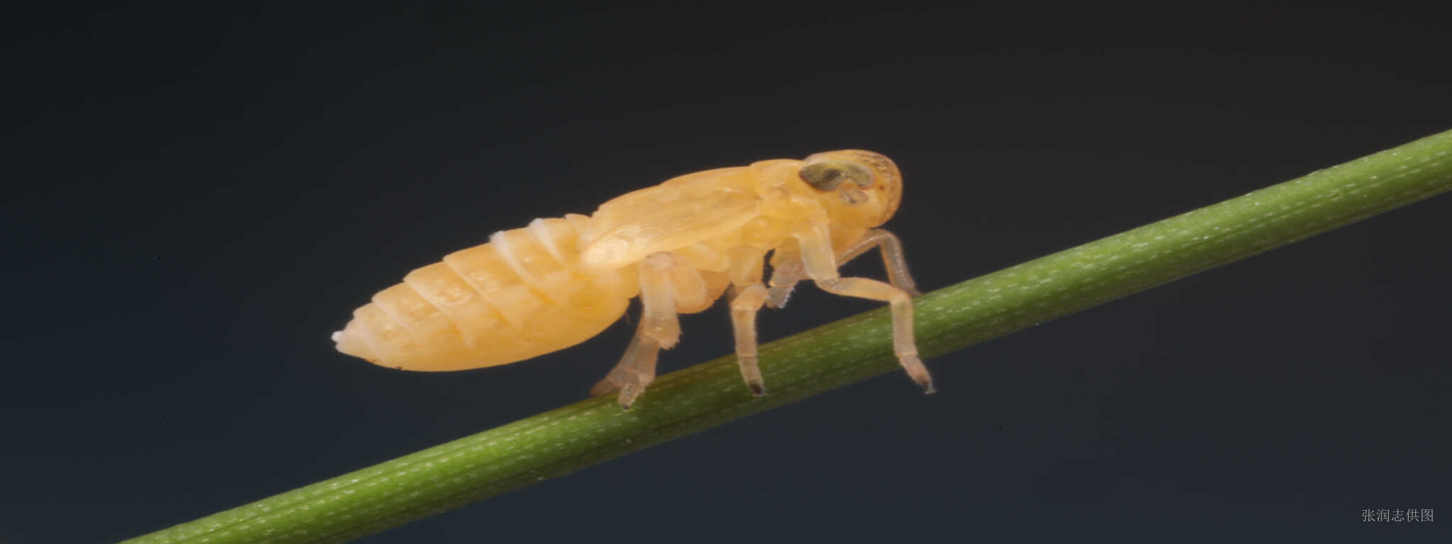 New Study Uncovers How Rice Viruses Manipulate Plant Defenses to Protect Insect Vectors