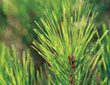 Effect of needle damage on the release rate of Masson pine (Pinus massoniana) volatiles.