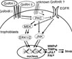 Two different subtypes of Gonadotropin-Releasing Hormone (GnRH) Regulate Human Trophoblast Invasion via Distinct Signaling Pathways
