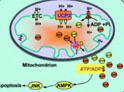 Uncoupling Protein 2 Promotes Hepatocyte Apoptosis Induced by Acute Liver Injury