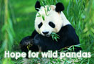 Hope for Wild Pandas