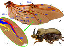 Evolutionary constraints in hind wing shape in Chinese dung beetles (Coleoptera: Scarabaeinae)