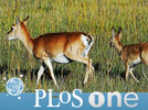 Vigilance Patterns in Przewalski's Gazelle and its possible influencing factors