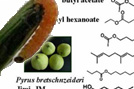 Attractants of Cydia molesta Based on Pear Fruit Volatiles