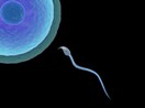 A novel class of small RNAs extremely enriched in mature sperm