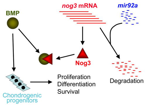 mir92a acts to maintain Bmp activity during pharyngeal cartilage formation