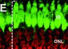 Evolution of the Eye Transcriptome under Constant Darkness in Sinocyclocheilus Cavefish