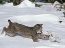 Linking climate change to population cycles of hares and lynx