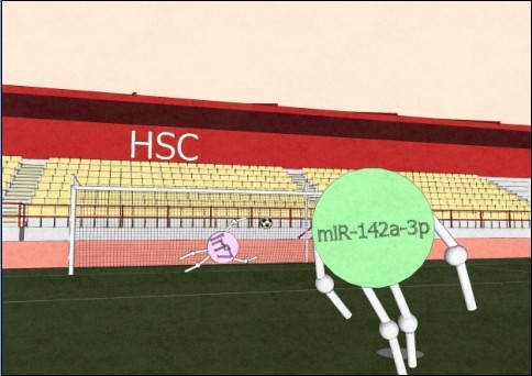 miR-142-3p regulating the formation and differentiation of hematopoietic stem cells in vertebrates