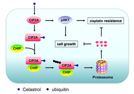 CIP2A inhibitor shows promise in preclinical study for lung cancer