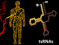 New circulating small RNAs (tsRNAs) found associating with active infection