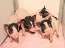IOZ Team Established Knockout Pig Model for von Willebrand Disease Using CRISPR Technology