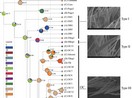 Diversification and vicariance in two species complexes of Tomocerus (Collembola) from China