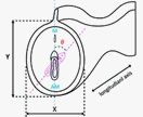 Embryo-uterine orientation at implantation requires uterine RBPJ signaling