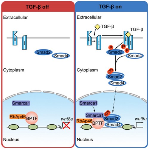 Scientists discovered Chromatin Remodeling Protein Bptf Promotes Posterior Neuroectodermal Fate by Enhancing Smad2-Activated wnt8a Expression