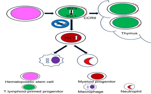 IOZ scientists discovered the mechanism of fate determination of embryonic T lymphoid-primed progenitor