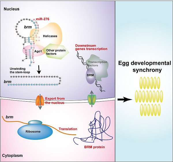 MicroRNA-276 promotes egg hatching synchrony by upregulating brm in locust