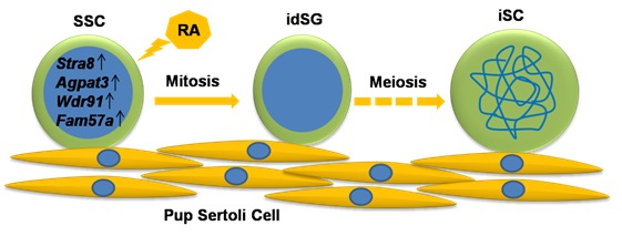 Dr. Chunsheng Han’s team has just published their work on the in vitro model of meiosis in Stem Cell Reports