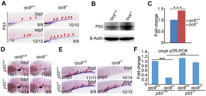 Scientists identified a new role of RNA polymerase III complex in regulating hematopoietic stem and progenitor cell maintenance