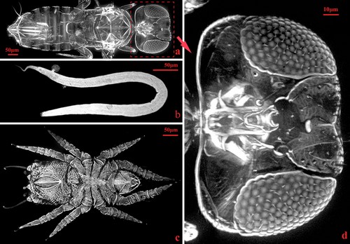 IOZ scientists revealed new solutions for 3-D imaging of small animals.