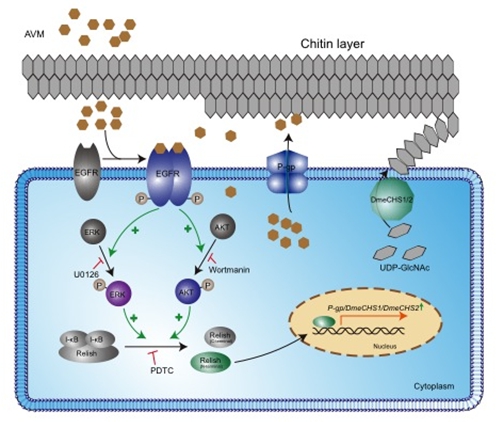 Advances in the study of penetration resistance of insects to insecticides