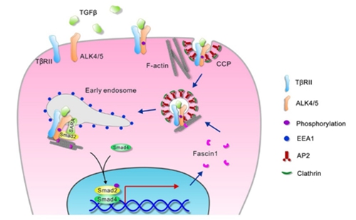 Fscn1 is required for the trafficking of TGF-β family type I receptors during endoderm formation