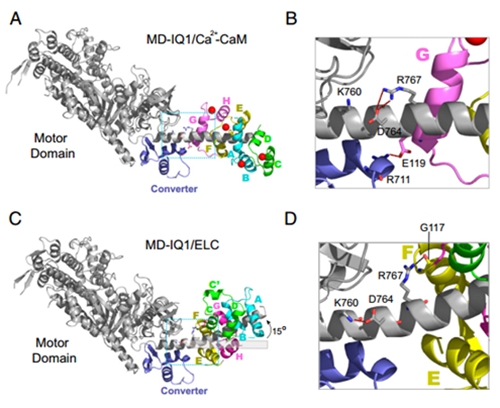 Calmodulin in complex with the first IQ motif of myosin-5a functions as an intact calcium sensor