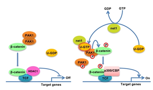 The guanine nucleotide exchange factor Net1 facilitates the specification of dorsal cell fates in zebrafish embryos by promoting maternal β-catenin activation