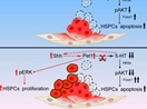 Lv et al found that 5-hydroxytryptamine synthesized in the aorta-gonad-mesonephros regulates hematopoietic stem and progenitor cell survival.