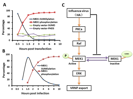 Researchers find HA might be the switch from MEK1 SUMOylation to Phosphorylation of the ERK pathway in influenza A virus-infected Cells and facilitates its infection