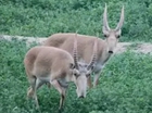 EXTINCTION AND REVIVAL OF SAIGA ANTELOPE IN CHINA
