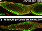 Researchers identify a novel mechanism that regulates germline stem cell function in Drosophila