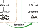 Discovery of a “double-brake” like neurochemical mechanism underlying locust swarming