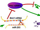 An Epigenetic Signaling Axis Regulates Proliferation and Self-renewal of Neural Stem/Progenitor Cells