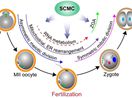 Subcortical Maternal Complex: a Functional Module in the Mammalian Oocyte-to-zygote Transition