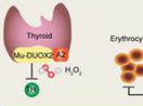 Pig mutants aid to decipher the novel mechanism underlying the thyroid hormone deficiency associated anemia and immunodeficiency