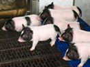 CRISPR Bacon: Chinese Scientists Create Genetically Modified Low-Fat Pigs