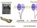 Uncovering the molecular bases of chemical communications of Helicoverpa moth species