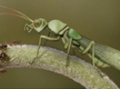 Novel Body Structure Likely Tied to Mating in New Extinct Insect Species