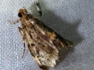 Two new snout moth genera and three new species discovered in southern China