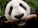 Panda tongues evolved to protect them from toxins, study suggests