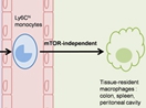 mTOR masters monocyte/macrophage development