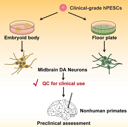 Human Embryonic Stem Cells-derived Dopaminergic Neurons Alleviate Symptoms of Parkinson’s Disease in Monkeys