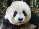 Research Shows Benefit of Giant Panda Conservation Far Exceeds Cost