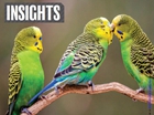 Wisdom is Power: Female Budgerigars Prefer Males with Stronger Cognitive Abilities
