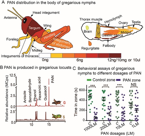 Scientists Identify Toxic Antipredator Defense Mechanism in Locusts