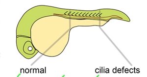 Primary cilia regulate hematopoietic stem cell specification in zebrafish