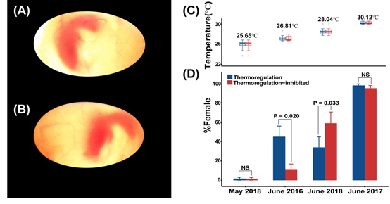 Turtle embryos can influence their own sexual destiny