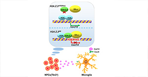 Neural precursor cells regulate the development of microglia during the early brain.