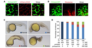 Scientists uncover mysteries of the robustness of dorsoventral patterning